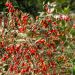 Goji La piantina