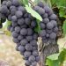 Vigne Fragola Isabella