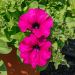 Pétunia SURFINIA ® PURPLE ® Shihi Brilliant en pot