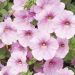 Pétunia SURFINIA ® SWEET PINK ®  Sunsurfmomo