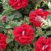 Surfinia DOUBLE RED ® Keidoreal