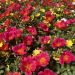 Portulaca Varié