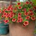 Calibrachoa ORANGE STAR