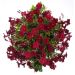 Dipladenia SUNDAVILLE ® Pretty Burgundy Sunparenga