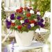 Verveines Confetti Garden Liberty 2018