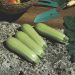 Courgette blanche Lorea F1