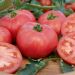 Tomate Rose de Berne