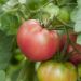 Tomate Rose de Berne