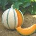Plant de Melon brodé Anasta F1