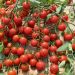 Plant de Tomate cerise