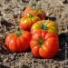 Tomate Delizia F1 type Marmande