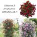 Collezione di 3 Dipladénias SUNDAVILLE ®