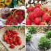 Collezione di 60 fragole Produzione scaglionata