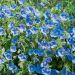 Geranio Johnson's Blue