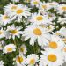 Leucanthemum Maximum, Margherita gigante