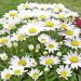 Leucanthemum maximum Little Princess - Margherita nana a grandi fiori