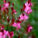 Gaura nain rouge ou Œnothera lindheimeri 'Gaudi Red'