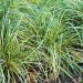 GRAMINEE CAREX EVERGOLD
