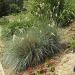 GRAMINEE AVENA SEMPERVIRENS