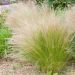 Stipa Tenuissima
