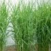 Festuca Glauca