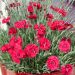 Garofano alpino 'Fire Star'