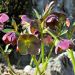 Rosa di Natale Purpurascens