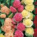 Alcea Malvarosa Malvone doppia - Rosa