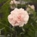 Oeillet anglais ‘Widecombe Fair’