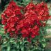 Phlox paniculata 'Tenor'