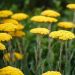Achillea filipendulina