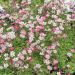 Saxifrages arendsii rosa