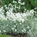 Cerastium tomentosum