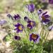 Anémone pulsatille violette ou Pulsatilla vulgaris