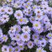 Aster nain d’automne ‘Professor Anton Kippenberg’