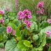 Bergenia cordifolia rosa