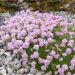Armeria juniperifolia rosa