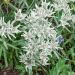 Edelweiss des alpes