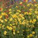 Benoîte ‘Lady Stratheden’ ou Geum chiloense