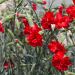 Garofano Plumarius strisciante 'Lady In Red'