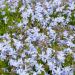 Phlox Subulata Bleu