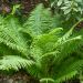 Felce Dryopteris erythrosora o Felce giapponese sempreverde