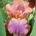 Iris a grandi fiori Punchline
