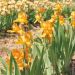 Iris a Grandi Fiori Harmonie