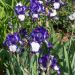 Iris germanica Stepping Out - Iris des Jardins 