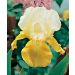 Iris germanica Pinnacle - Iris des Jardins
