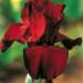 IRIS A GRANDI FIORI SPARTAN