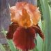 Iris a grandi fiori Natchez Trace