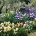 Iris à Grandes Fleurs en mélange