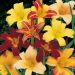 Hemerocallis Ibrida In Mix